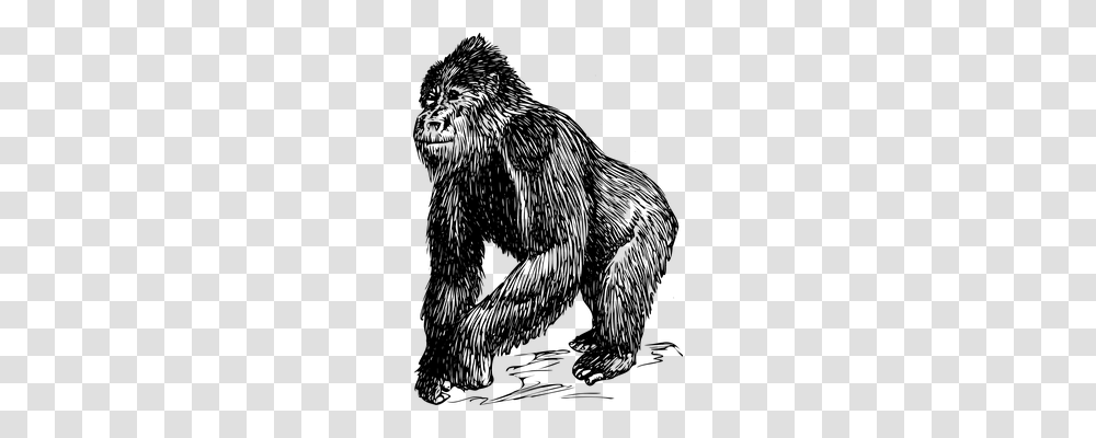 Gorilla Technology, Gray, World Of Warcraft Transparent Png