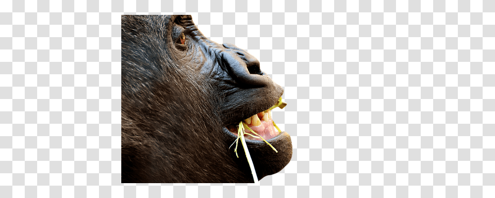 Gorilla Animals, Ape, Wildlife, Mammal Transparent Png