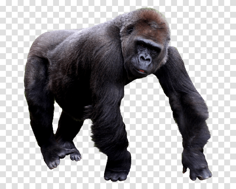 Gorilla, Animals, Ape, Wildlife, Mammal Transparent Png