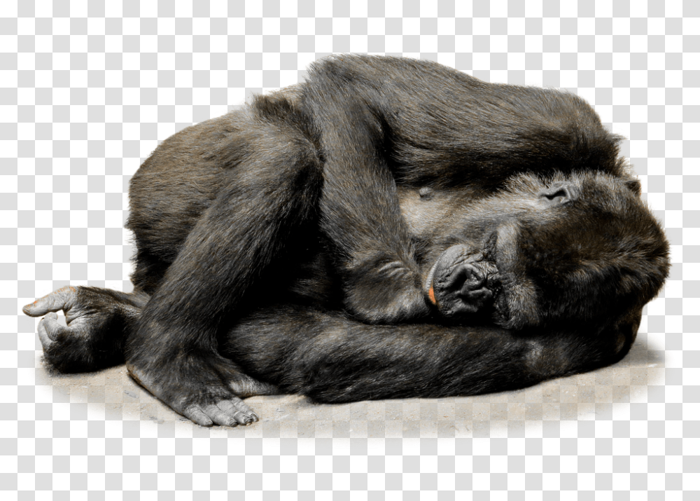 Gorilla, Animals, Ape, Wildlife, Mammal Transparent Png