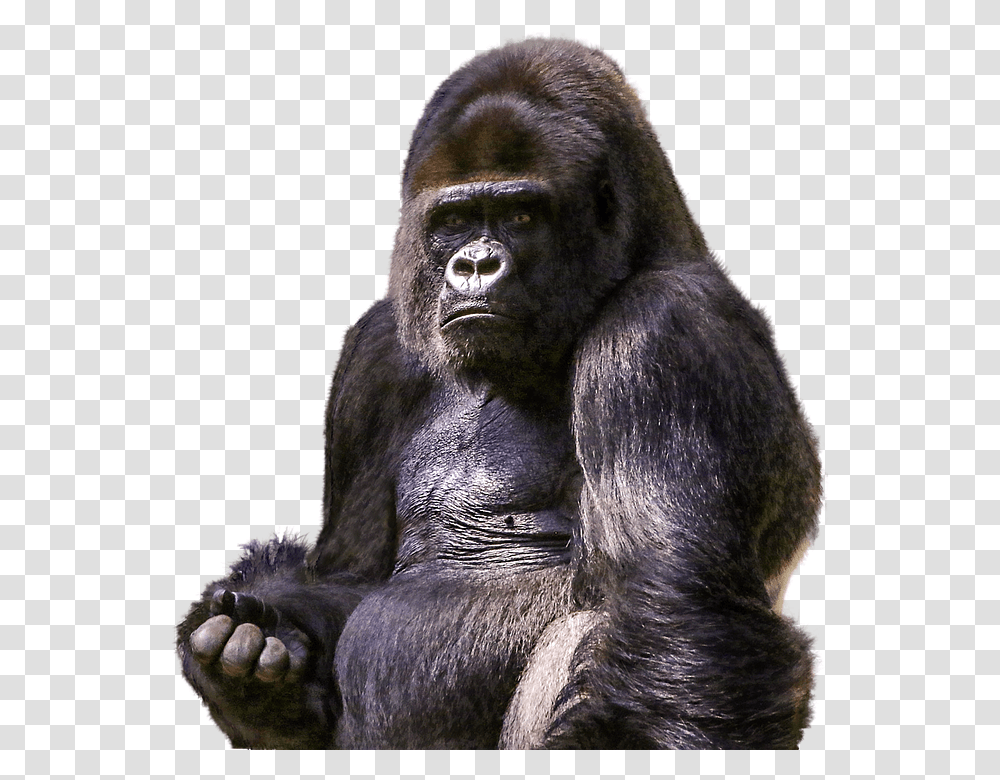 Gorilla, Animals, Ape, Wildlife, Mammal Transparent Png