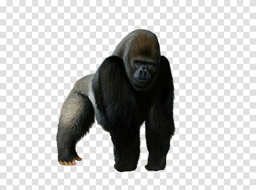 Gorilla, Animals, Ape, Wildlife, Mammal Transparent Png