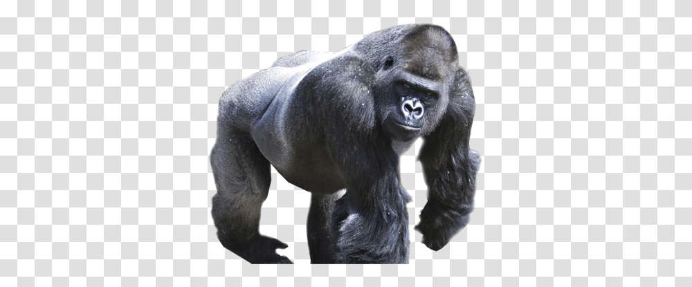 Gorilla, Animals, Ape, Wildlife, Mammal Transparent Png