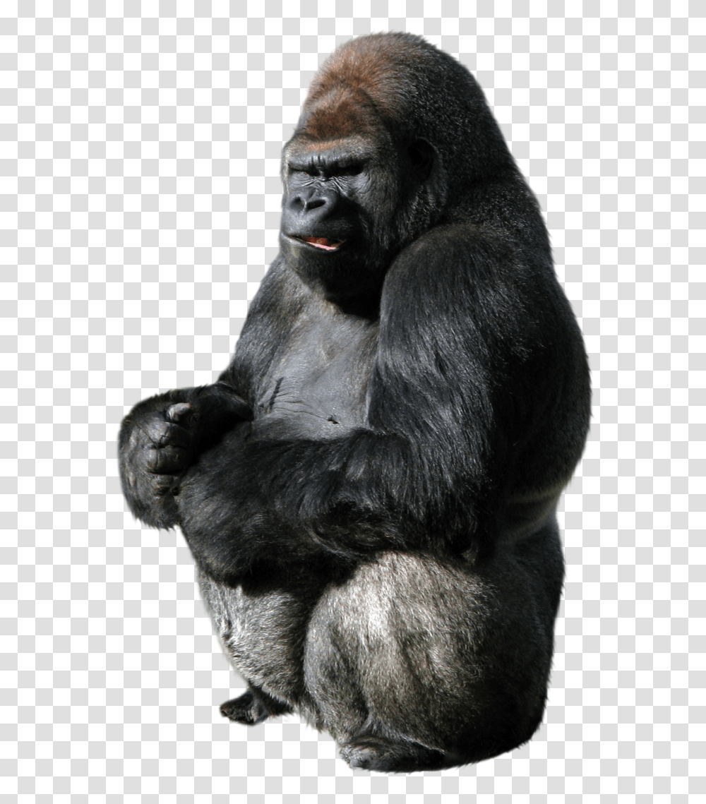 Gorilla, Animals, Ape, Wildlife, Mammal Transparent Png
