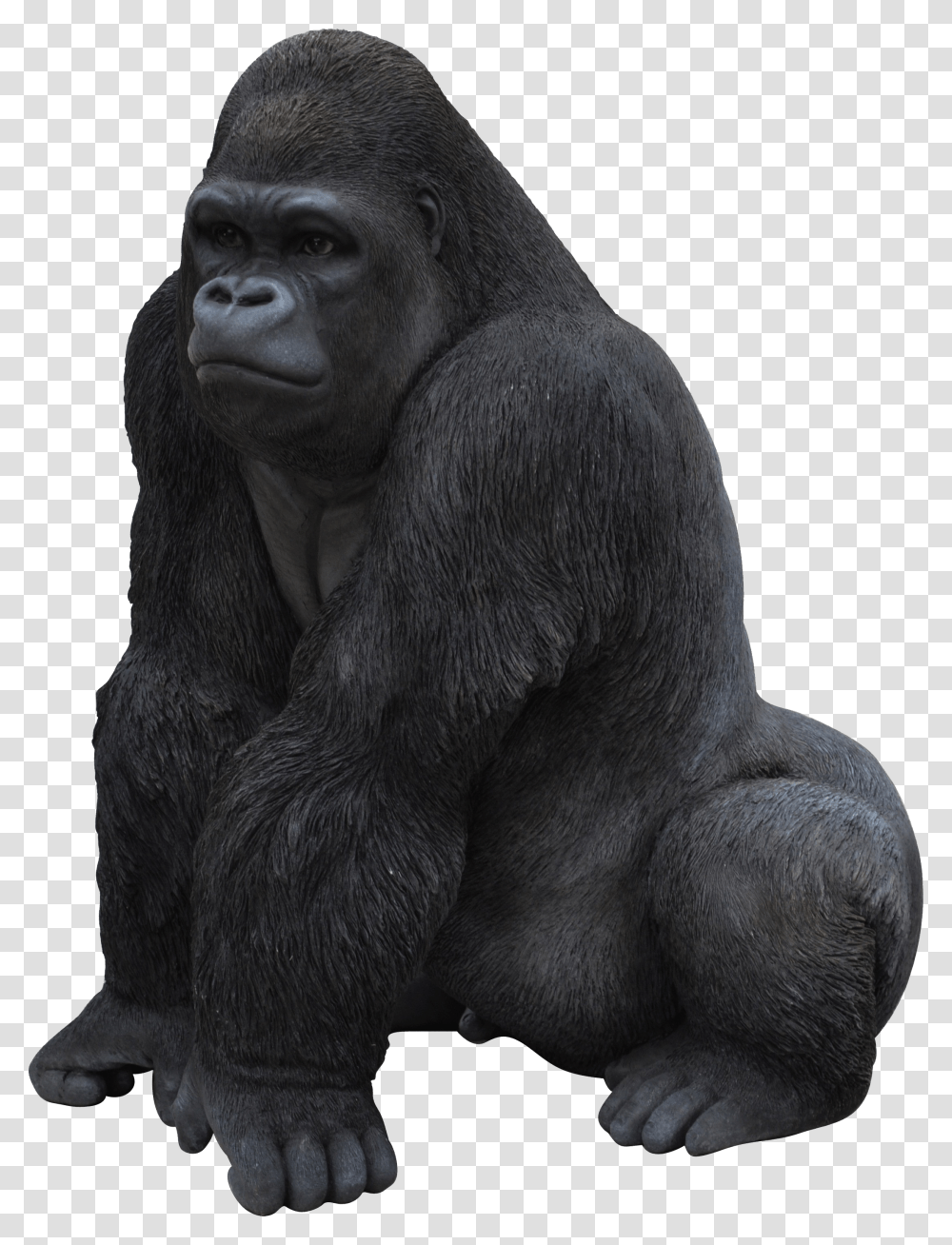 Gorilla, Animals, Ape, Wildlife, Mammal Transparent Png