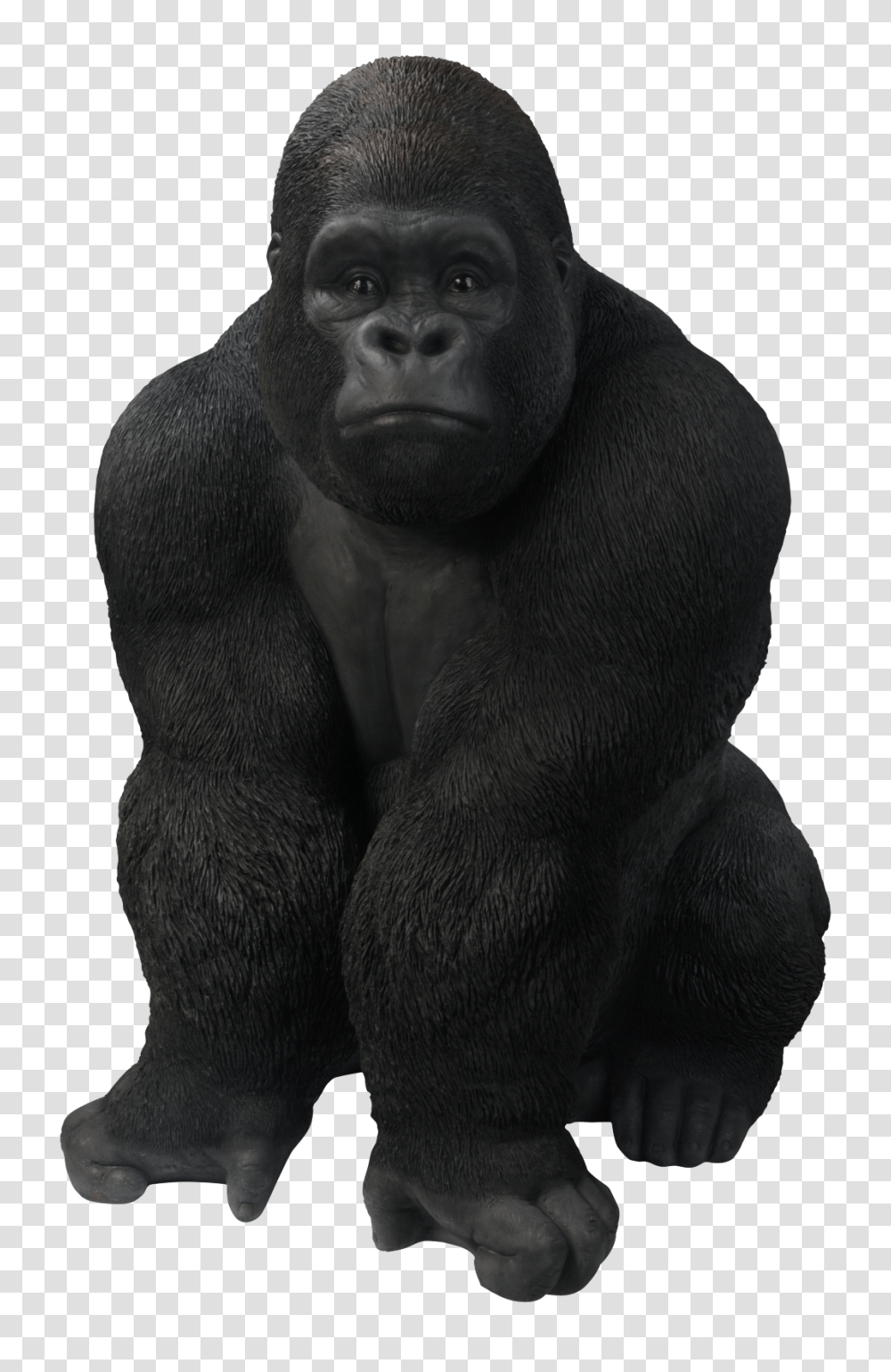 Gorilla, Animals, Ape, Wildlife, Mammal Transparent Png