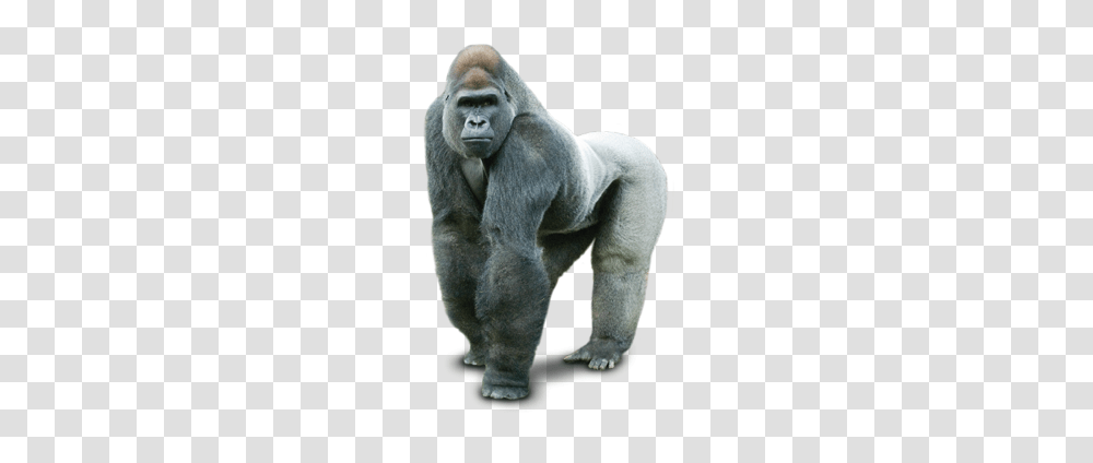 Gorilla, Animals, Wildlife, Mammal, Ape Transparent Png