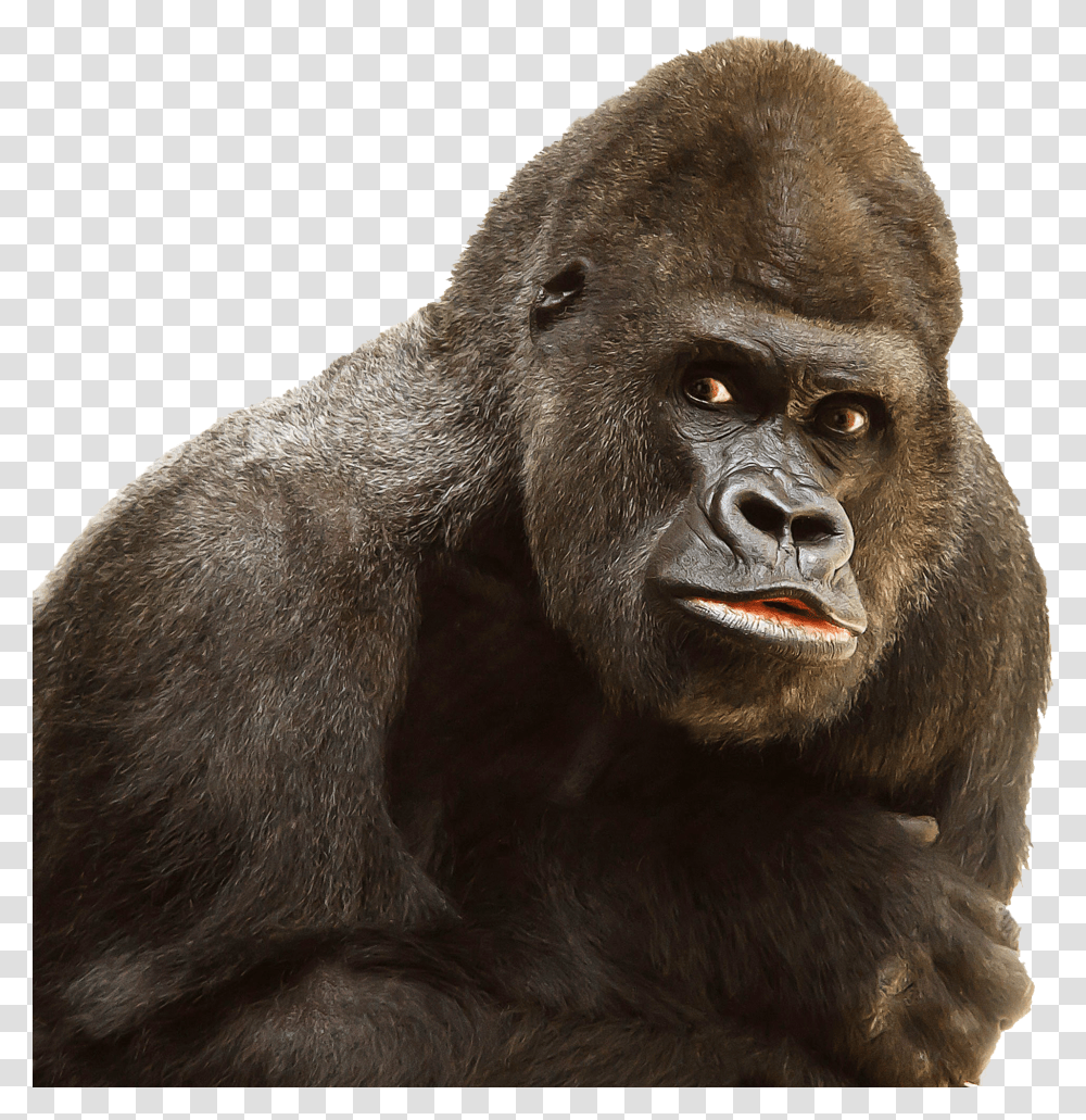 Gorilla, Ape, Wildlife, Mammal, Animal Transparent Png