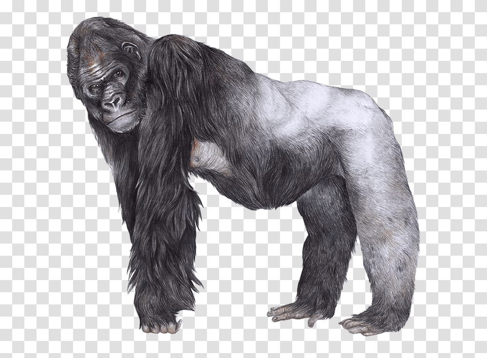 Gorilla, Ape, Wildlife, Mammal, Animal Transparent Png