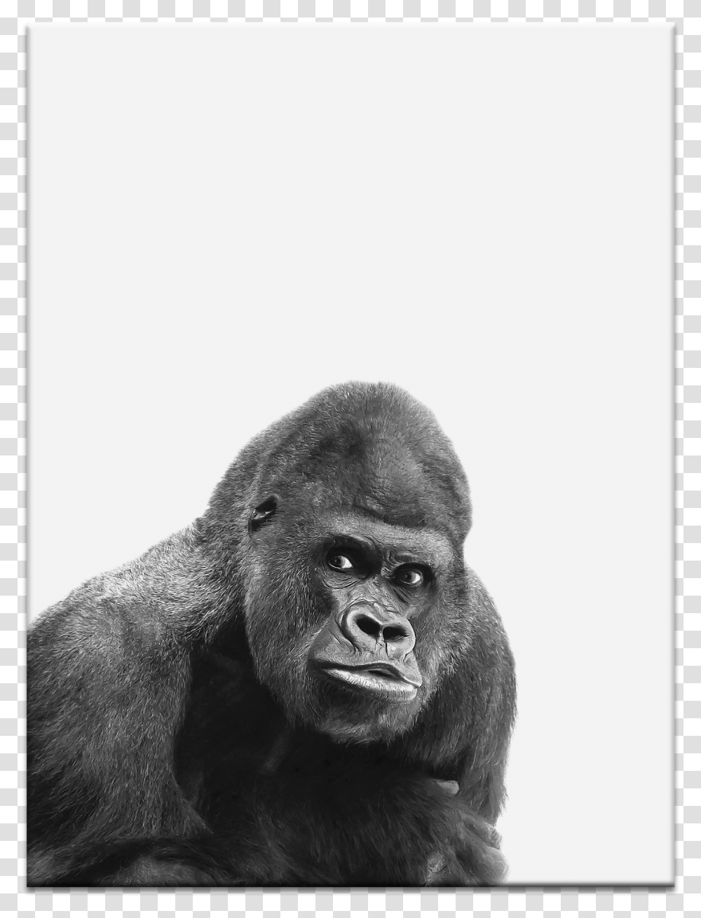 Gorilla, Ape, Wildlife, Mammal, Animal Transparent Png