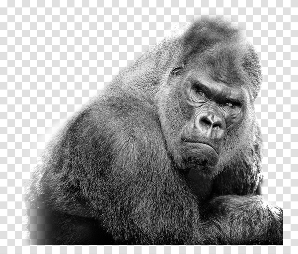 Gorilla, Ape, Wildlife, Mammal, Animal Transparent Png