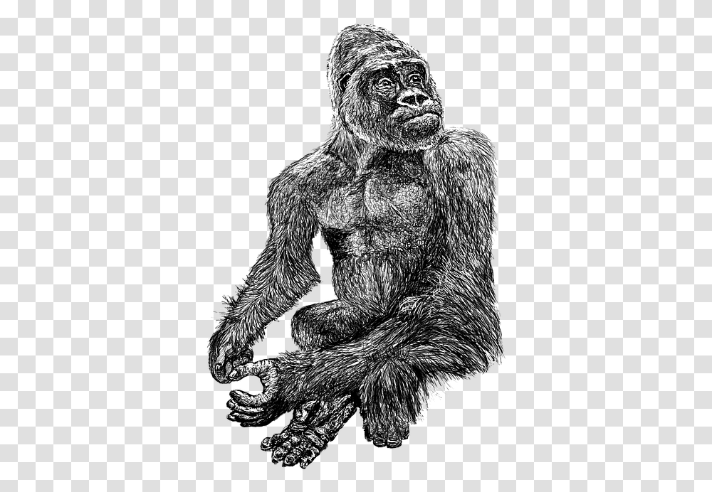 Gorilla Black Zoo White Hairy Line Art Drawing Common Chimpanzee, Ape, Wildlife, Mammal, Animal Transparent Png