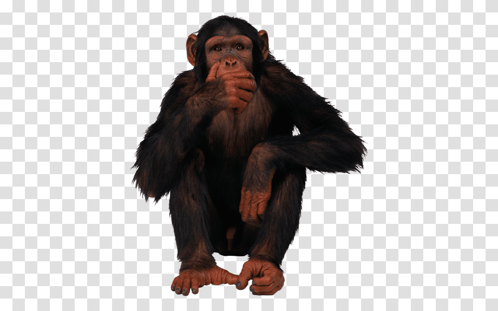 Gorilla Free, Ape, Wildlife, Mammal, Animal Transparent Png