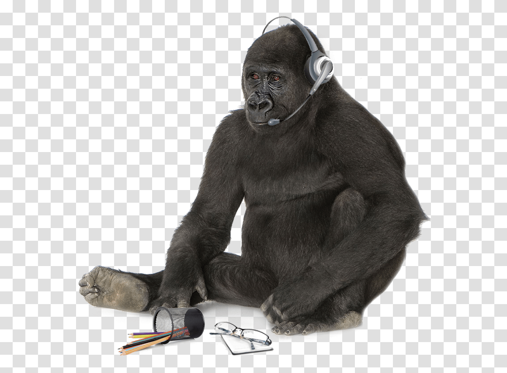Gorilla Head King Kong Black And White Background, Ape, Wildlife, Mammal, Animal Transparent Png