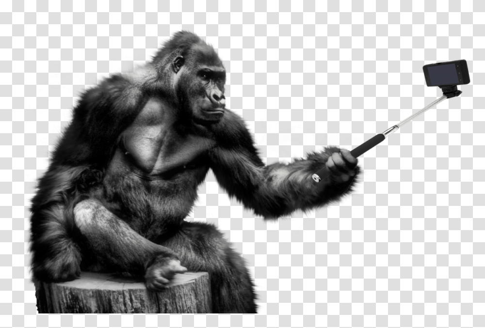 Gorilla Image Gorilla, Ape, Wildlife, Mammal, Animal Transparent Png