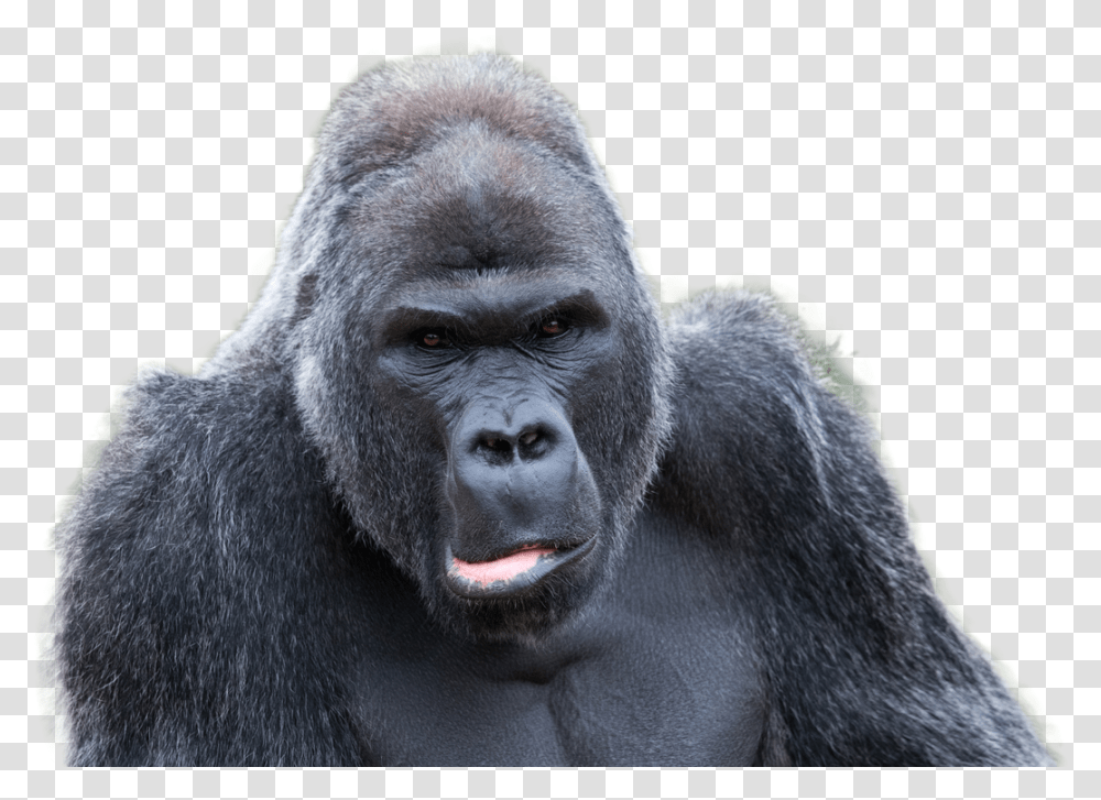 Gorilla Image Mating Gorilla, Wildlife, Animal, Mammal, Ape Transparent Png
