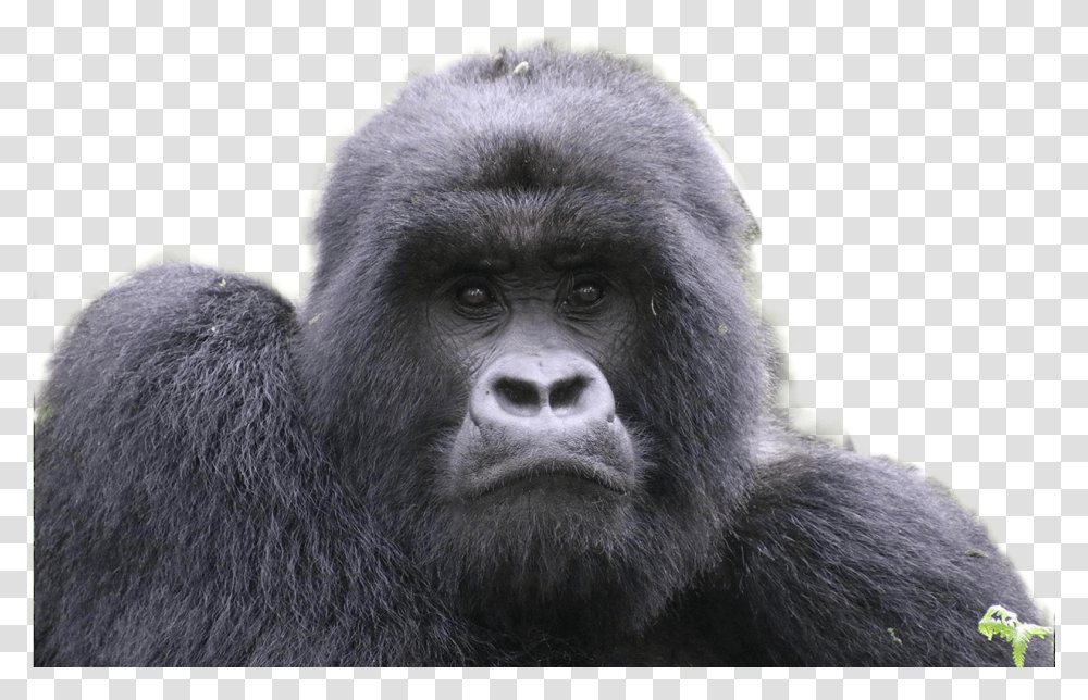 Gorilla Image Portable Network Graphics, Animal, Wildlife, Mammal, Ape Transparent Png