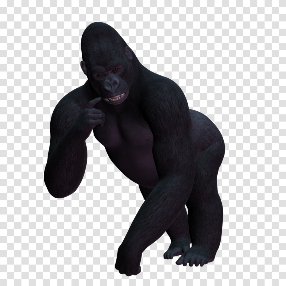 Gorilla Images, Ape, Wildlife, Mammal, Animal Transparent Png