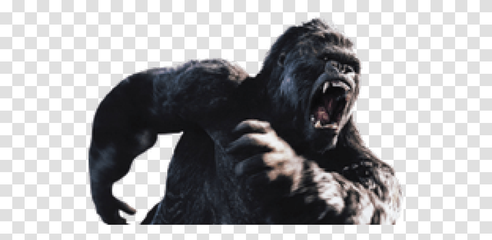 Gorilla Images, Ape, Wildlife, Mammal, Animal Transparent Png