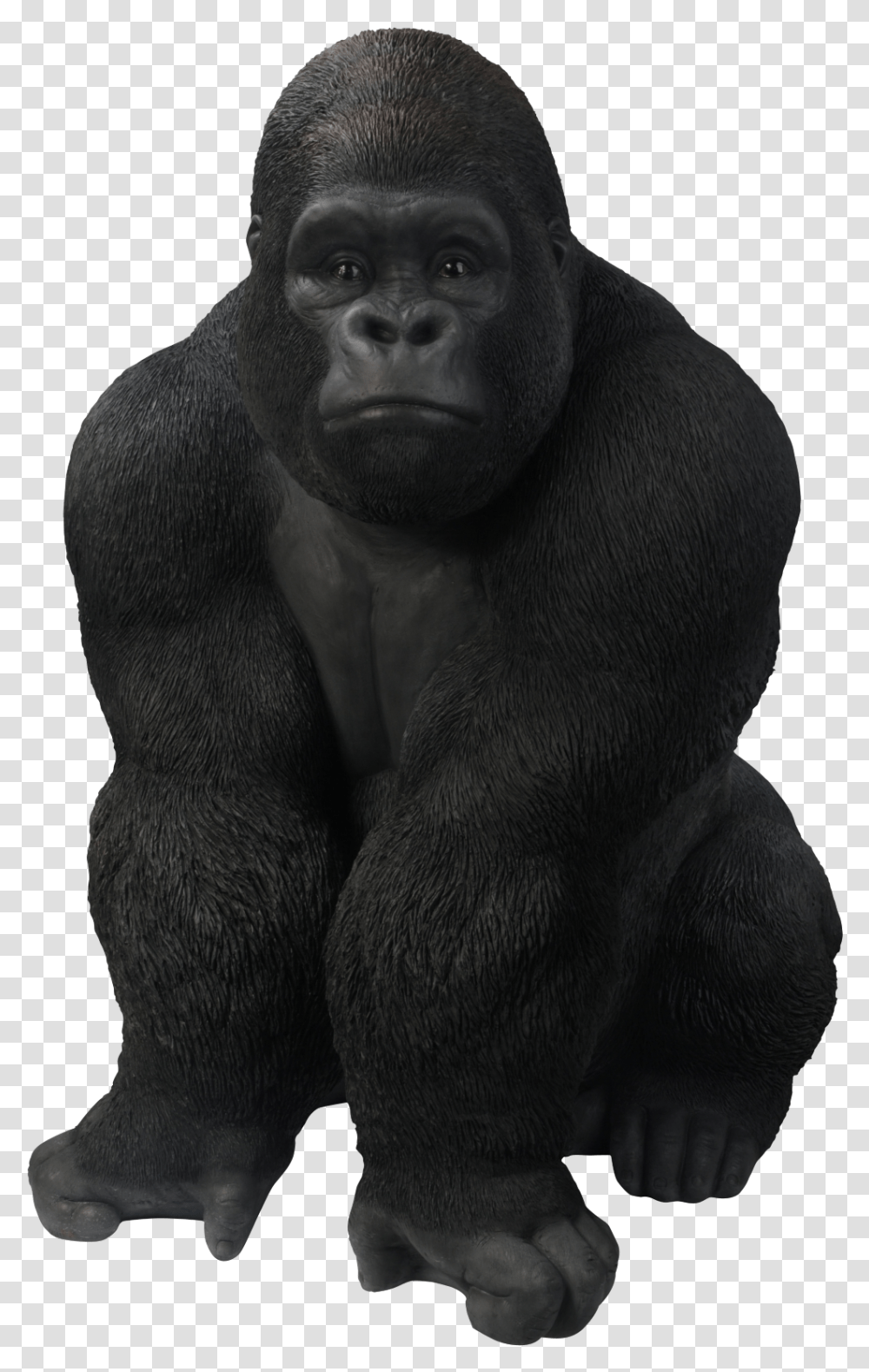 Gorilla Images, Ape, Wildlife, Mammal, Animal Transparent Png