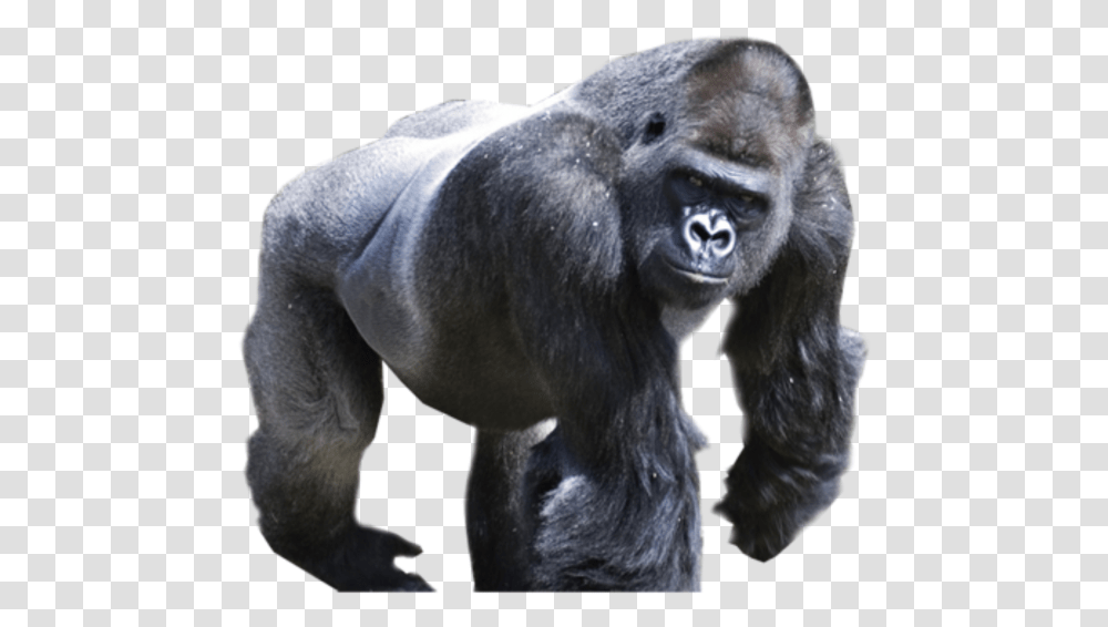 Gorilla, Mammal, Animal, Wildlife, Ape Transparent Png