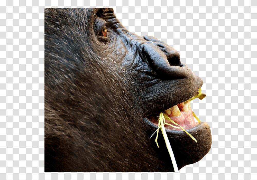 Gorilla Monkey Funny Animal Zoo Furry Omnivore Gorilla, Ape, Wildlife, Mammal, Cat Transparent Png