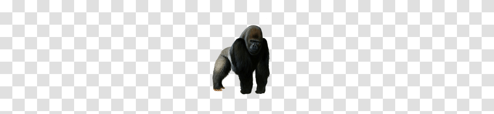 Gorilla Photos Vector Clipart, Monkey, Wildlife, Mammal, Animal Transparent Png