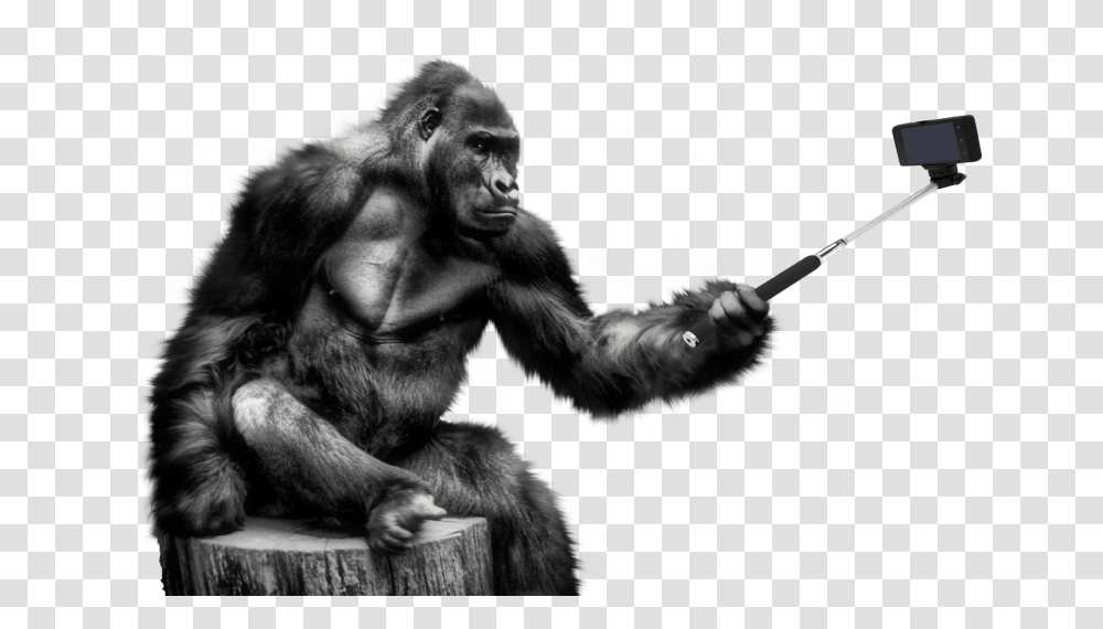 Gorilla Portable Network Graphics Transparency Clip Gorilla, Ape, Wildlife, Mammal, Animal Transparent Png