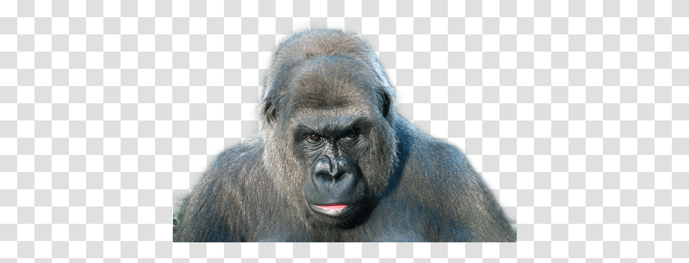 Gorilla Sticker By Betelgeuse Winters Monkey, Ape, Wildlife, Mammal, Animal Transparent Png