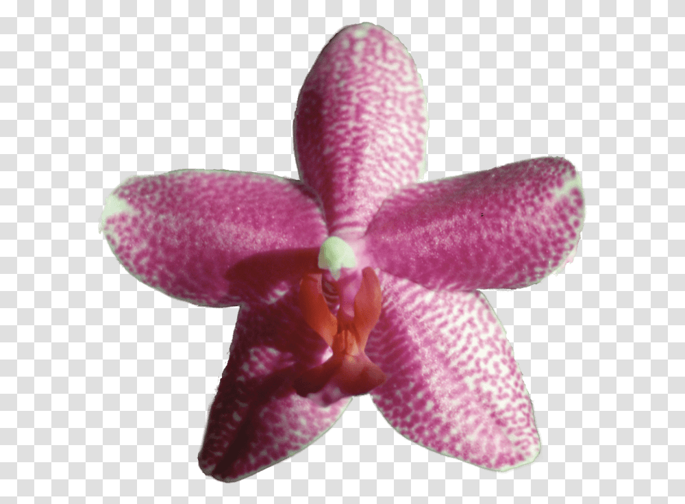 Gossamer Enduring Love Orchids Of The Philippines, Plant, Flower, Blossom, Petal Transparent Png