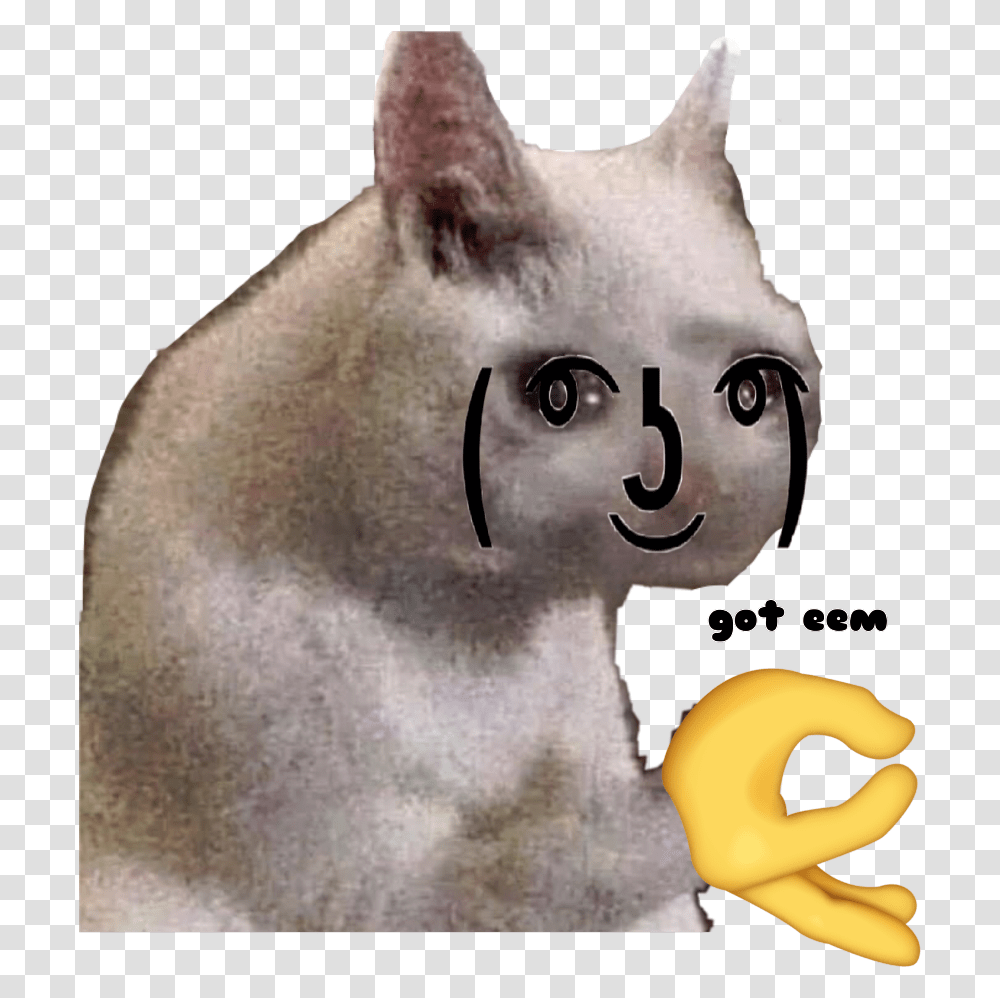 Got Eem Sad Cat Meme, Pet, Mammal, Animal, Egyptian Cat Transparent Png