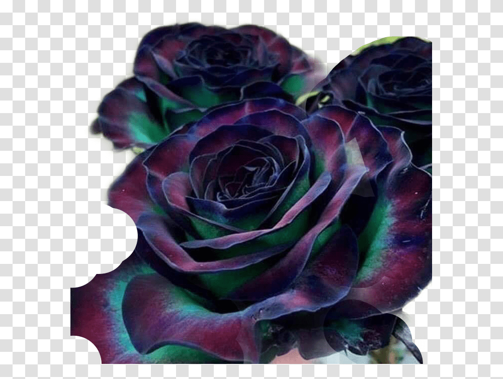 Goth Flower Rose Colourful Freetoedit Rare Rose Beautiful Flowers, Plant, Blossom, Vegetable, Food Transparent Png