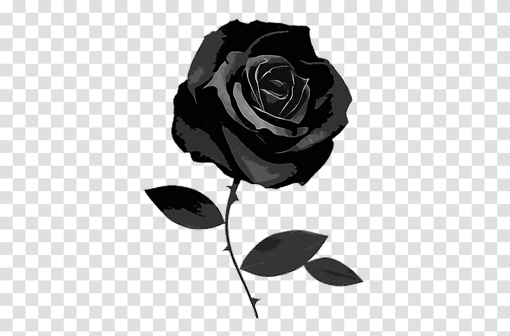 Gothic Black Flower Rose Goth Freetoedit Black Rose White Background, Plant Transparent Png