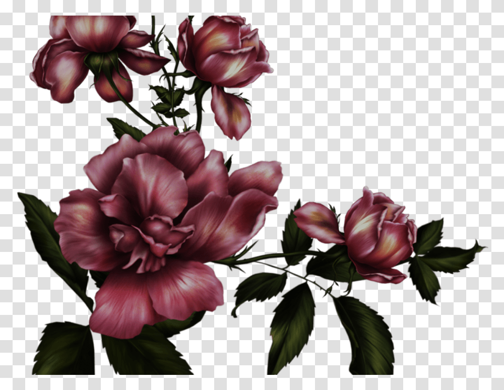 Gothic Rose Background Mart, Plant, Flower, Petal, Acanthaceae Transparent Png