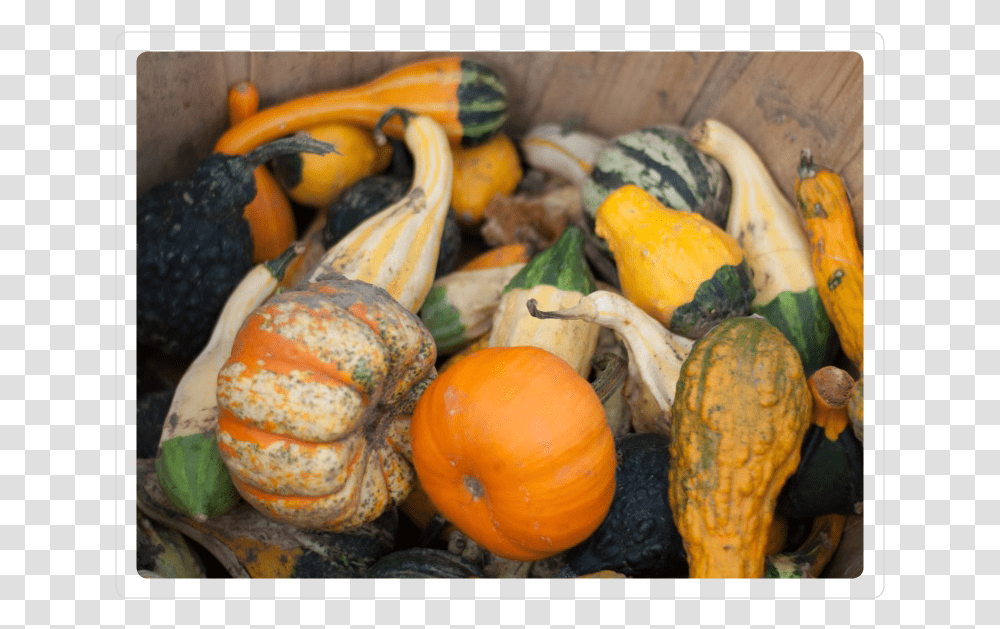 Gourds Pumpkin, Plant, Produce, Food, Vegetable Transparent Png