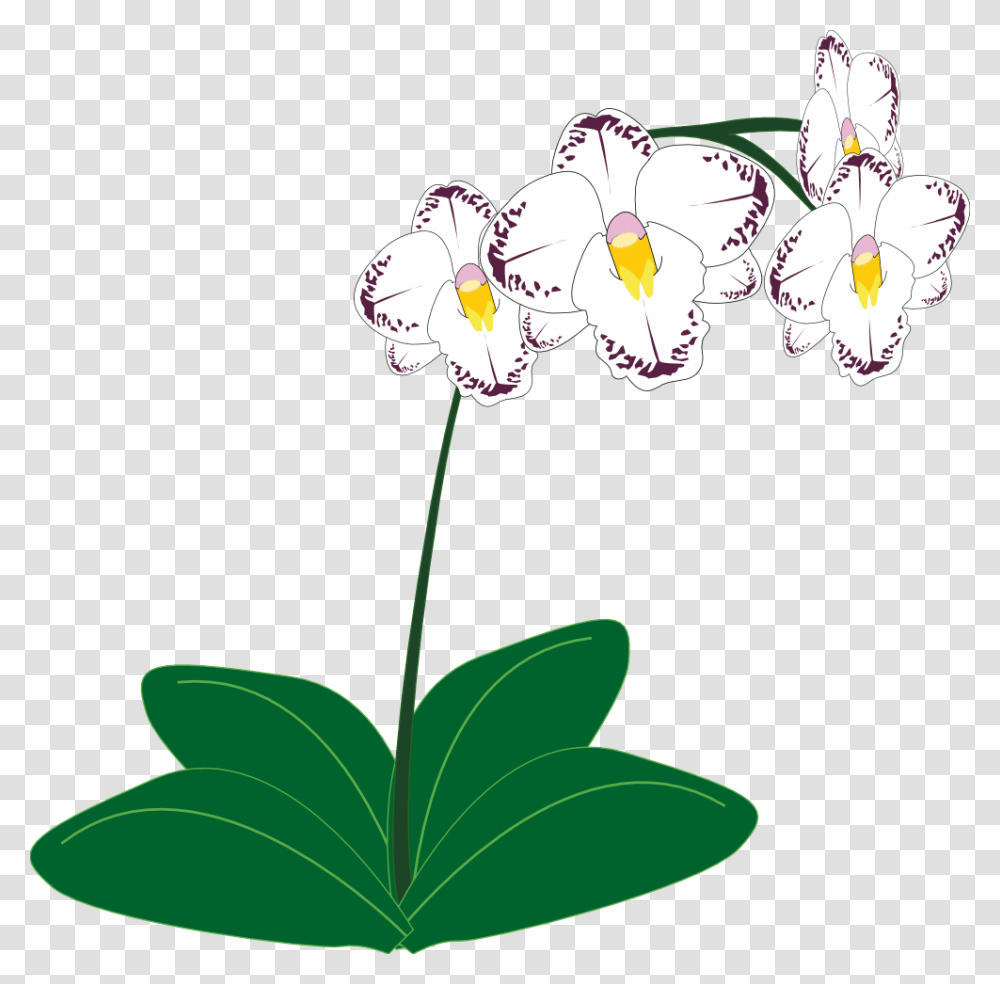 Gousicteco Orchid Clip Art Black And White Images, Plant, Flower, Blossom, Anemone Transparent Png