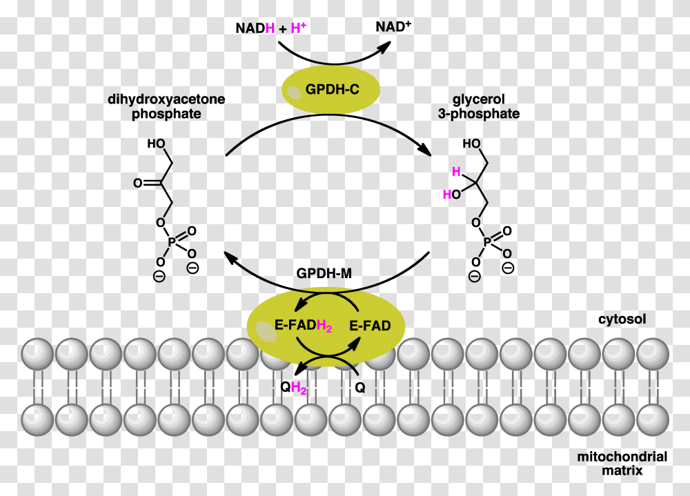 Gpdh Shuttle Glycerol 3 Phosphate Dehydrogenase Reaction, Number, Pac Man Transparent Png