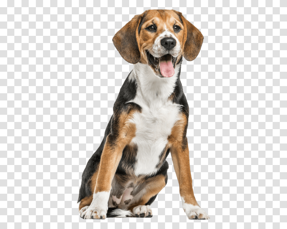 Gps Pet, Hound, Dog, Canine, Animal Transparent Png