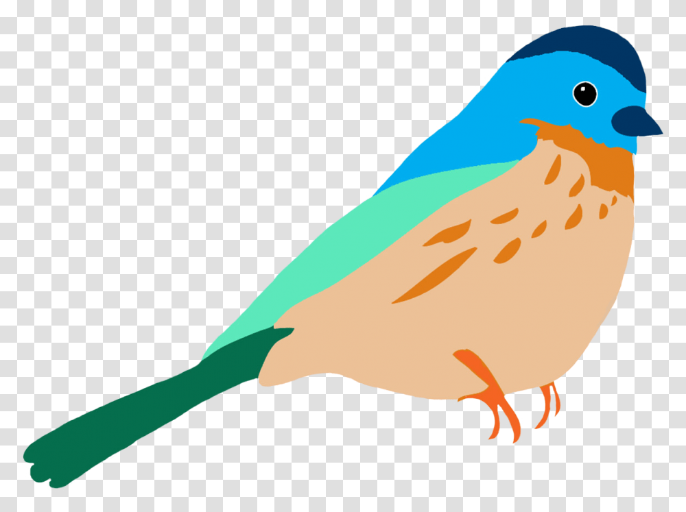 Graasisken Colored Bird Drawing Colour, Bluebird, Animal, Jay, Blue Jay Transparent Png