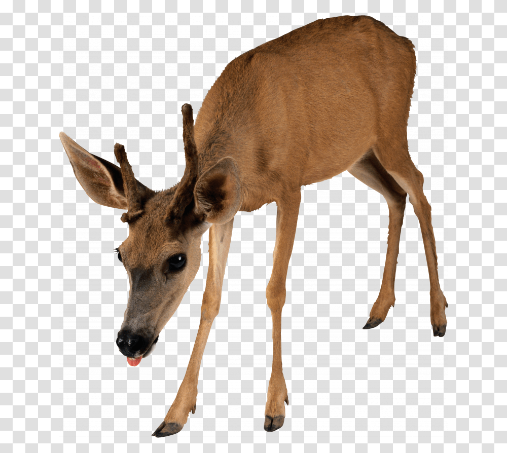 Grab And Deer Image Without Background E Deer, Antelope, Wildlife, Mammal, Animal Transparent Png