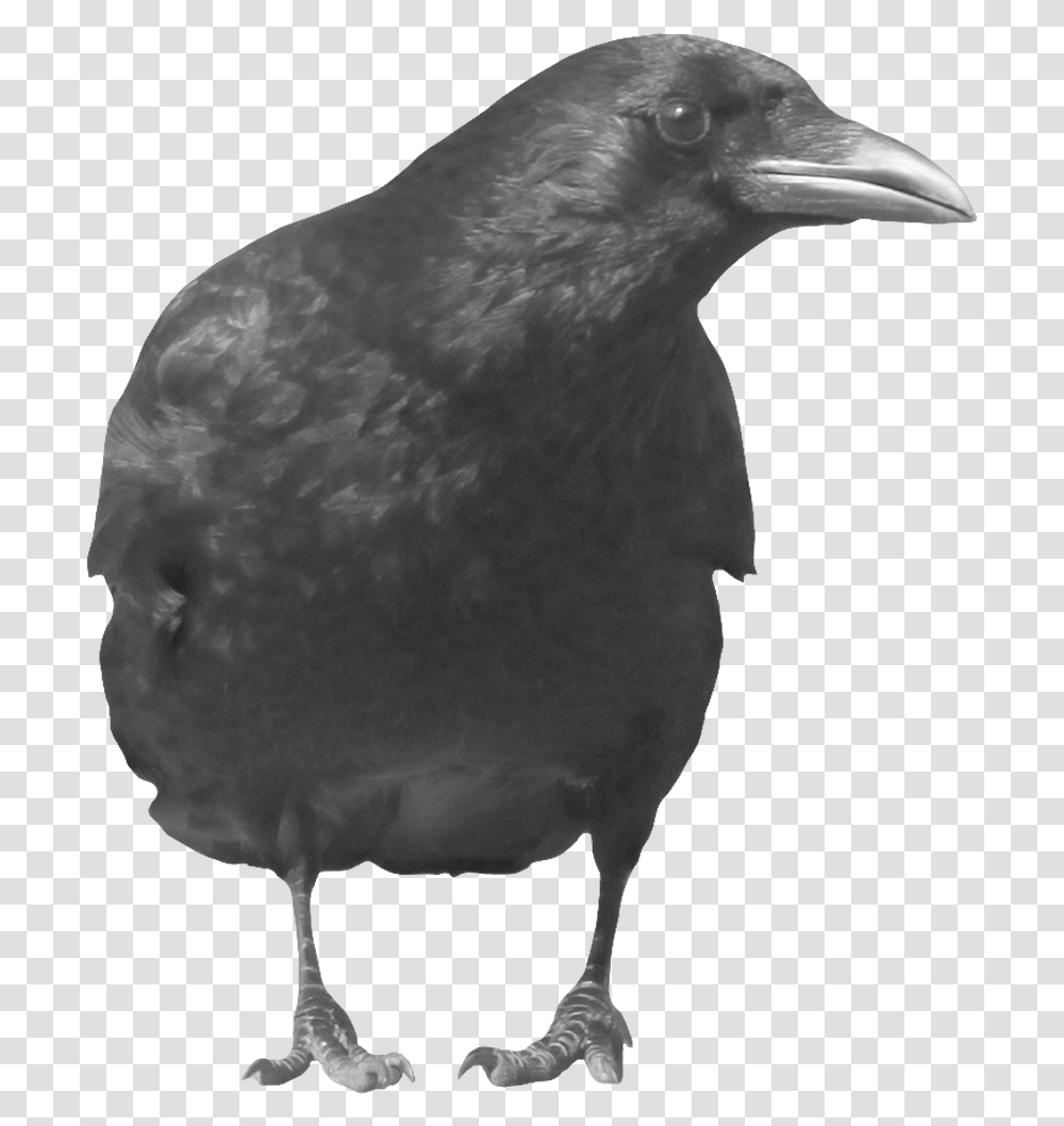 Grab And Download Crow In High Resolution Crow, Bird, Animal, Beak, Chicken Transparent Png
