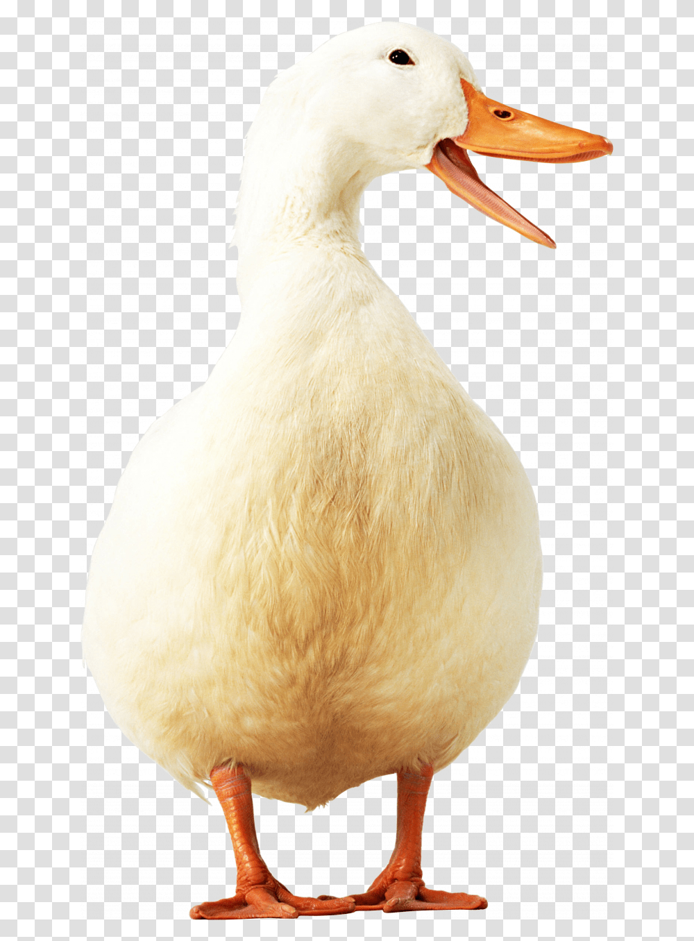 Grab And Download Goose In High Resolution Duck Icon, Beak, Bird, Animal, Plant Transparent Png