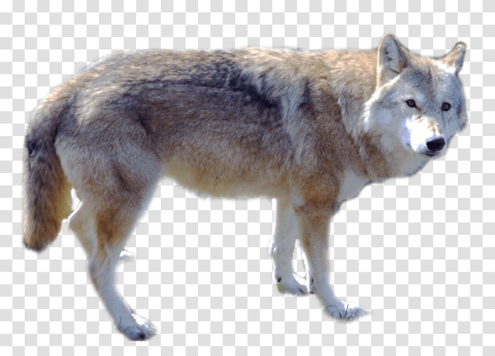 Grab And Download Wolf High Quality Wolf, Mammal, Animal, Coyote, Dog Transparent Png