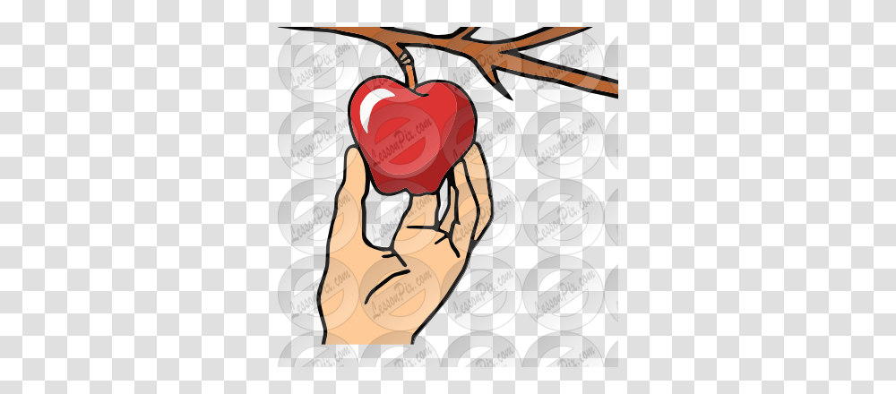 Grab Picture For Classroom Therapy Use, Plant, Food, Fruit Transparent Png