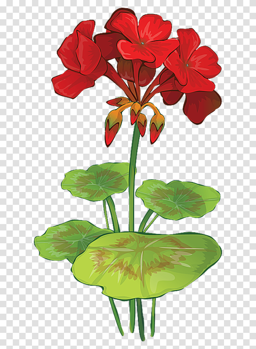 Grab This Free Summer Flower Clip Art Geranium Flower Drawings, Plant, Blossom, Acanthaceae, Iris Transparent Png