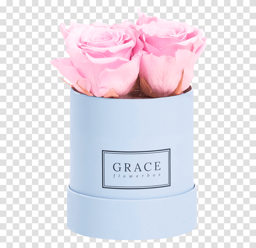 Grace Flowerbox 1 Rose Download Garden Roses, Plant, Paper, Wedding Cake, Dessert Transparent Png