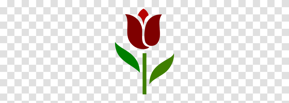 Grace Tulip Clip Art, Plant, Flower, Blossom, Rose Transparent Png