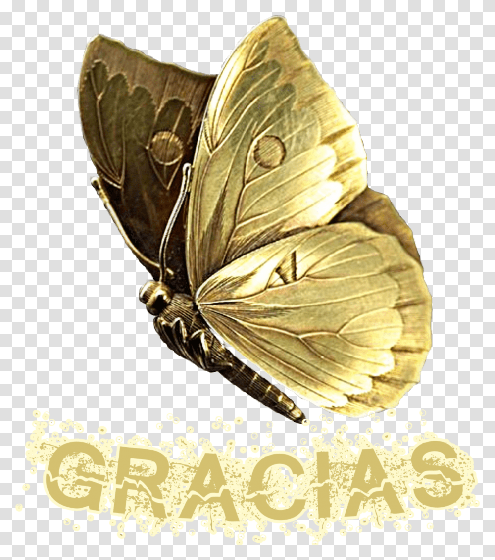 Gracias Lycaenid, Insect, Invertebrate, Animal, Butterfly Transparent Png