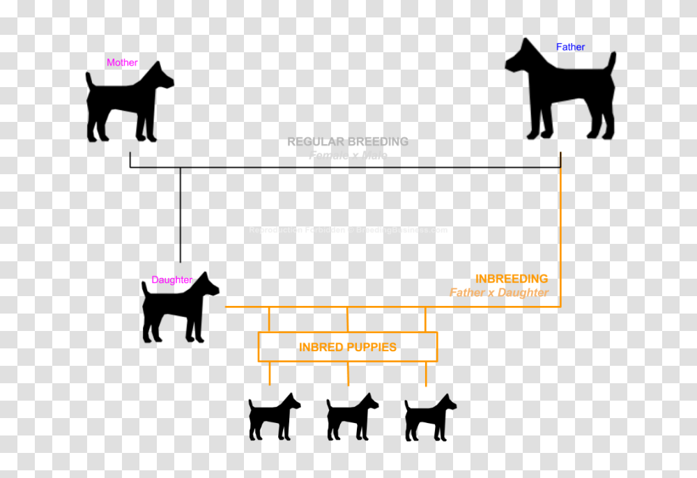 Grading Up In Dog Breeding Definition Meaning, Plot, Diagram, Pac Man Transparent Png