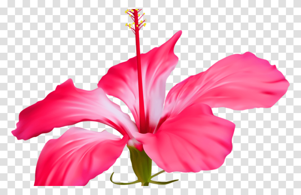 Graduation Hawaiian Flower Border Clip Art Gardening Flower, Plant, Hibiscus, Blossom, Petal Transparent Png